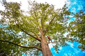 Best Tree Health Inspection  in Hunters Creek, FL